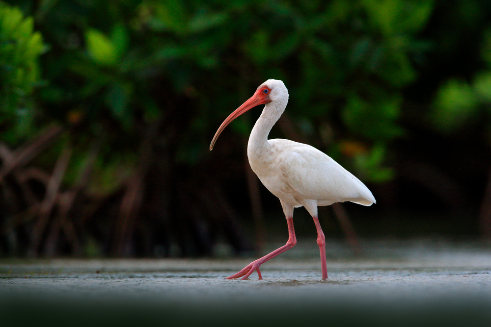 this is an American white ibis with a long orange peak, white thick body, and long orange legs walking though the swamp. 