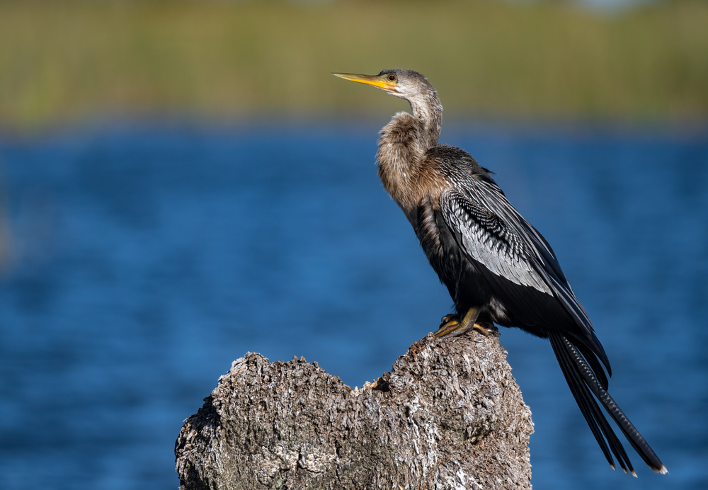 a beautiful anhinga birds in Florida. it has thick neck feather, white and black body, and a yellow beak. 