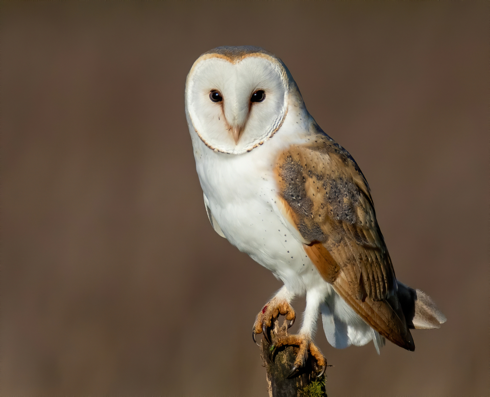 a beautiful barn owl in Florida. they have flat white faces and brown feathers down the back. 