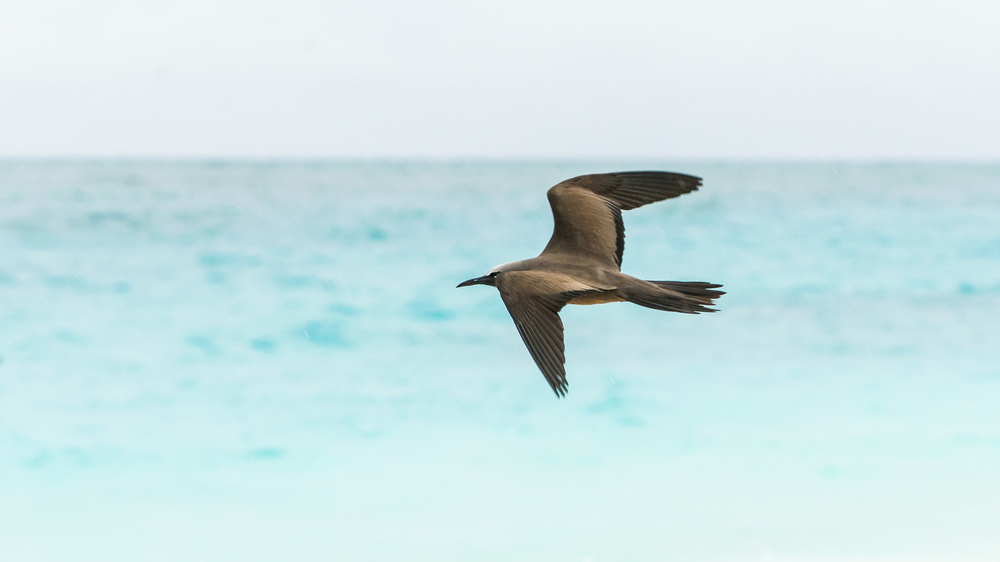 a black noddy flying over the crystal blue waters in Florida
