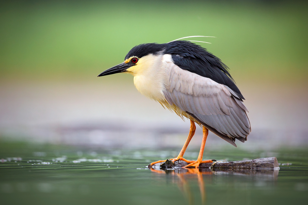 the Black-crowned night heron standing gracefully on a branch in the water. with orange feet and a yellow belly