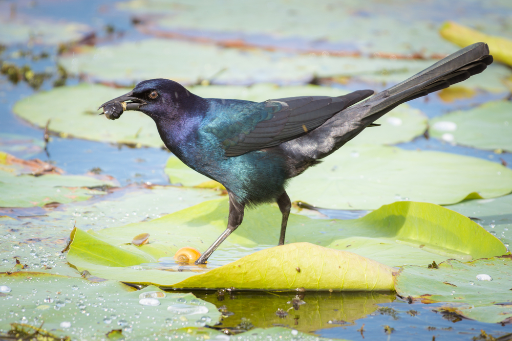 a boat tailed grackle with pretty black, purple, and green feathers. this is one of the most common birds in Florida. 
