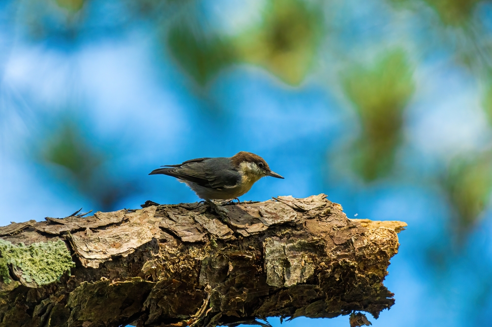 a very small brown-headed nuthatch on a branch in the forest. this is one of the smallest birds in Florida. 
