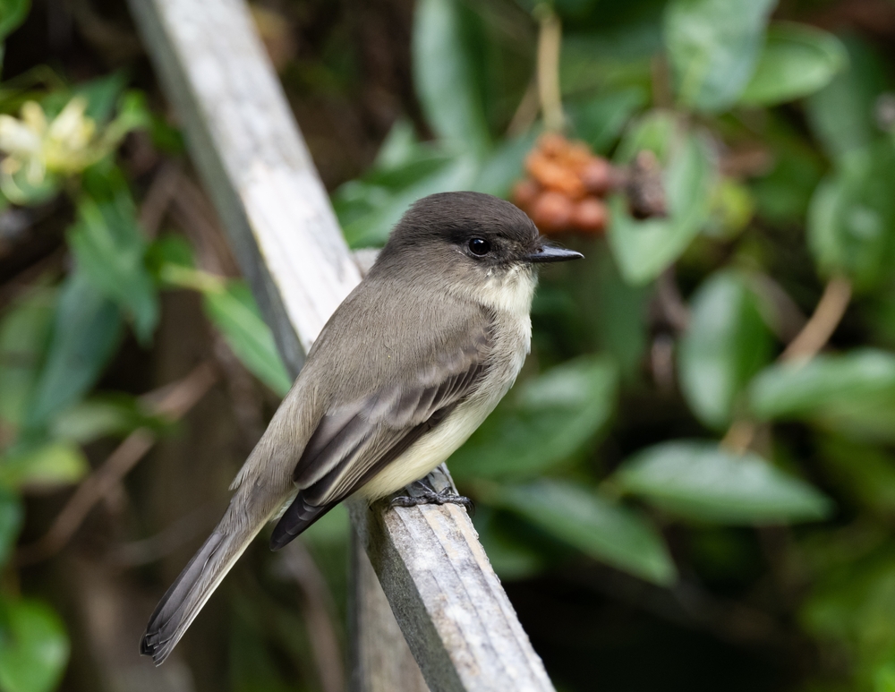 an eastern phoebe in the forest. it has a black head, and the body is a mixture of white and grey. 