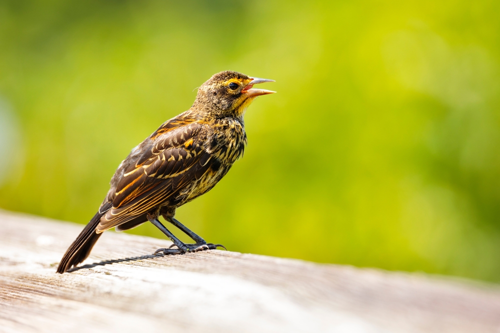 A tiny Florida grasshopper sparrow on a branch with a green forest behind him. this is one of the cutest birds in Florida. 