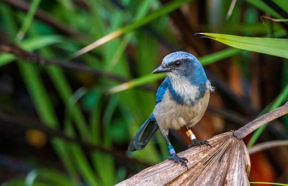 a small blue bird, or Florida Scrub Jay sitting on a branch in the everglades. it has a white and blue body with small black feet and beak. 