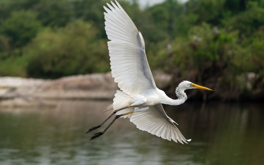 a great egret flying through the waters. this bird has dark feet, white feathers, and a lovely yellow beak. 