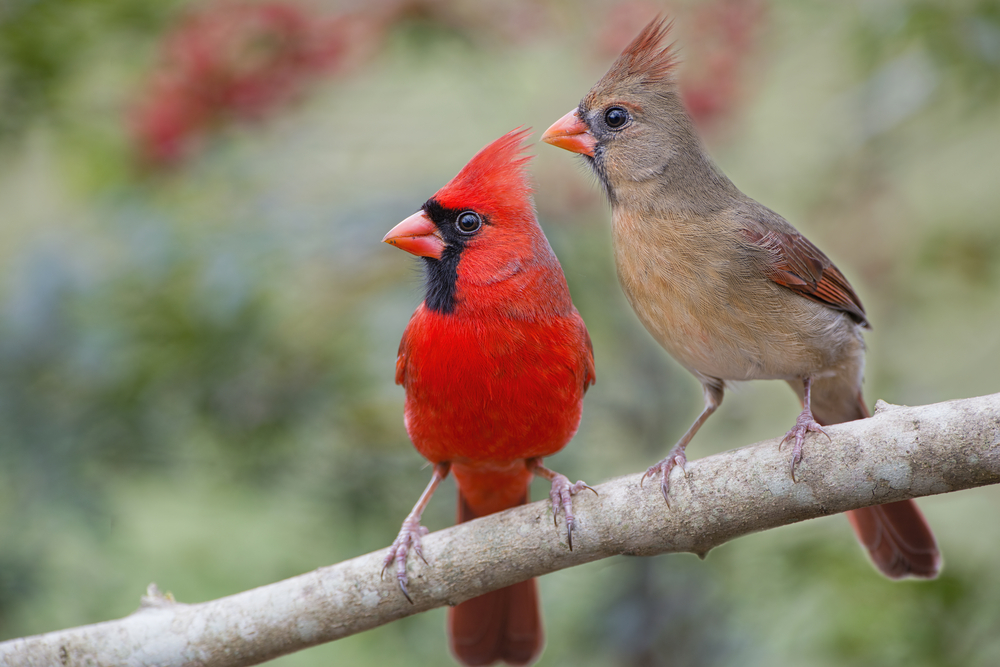 a male and female woodpecker sitting on the ledge. the boy is a bright red and the women is lighter brown color. 