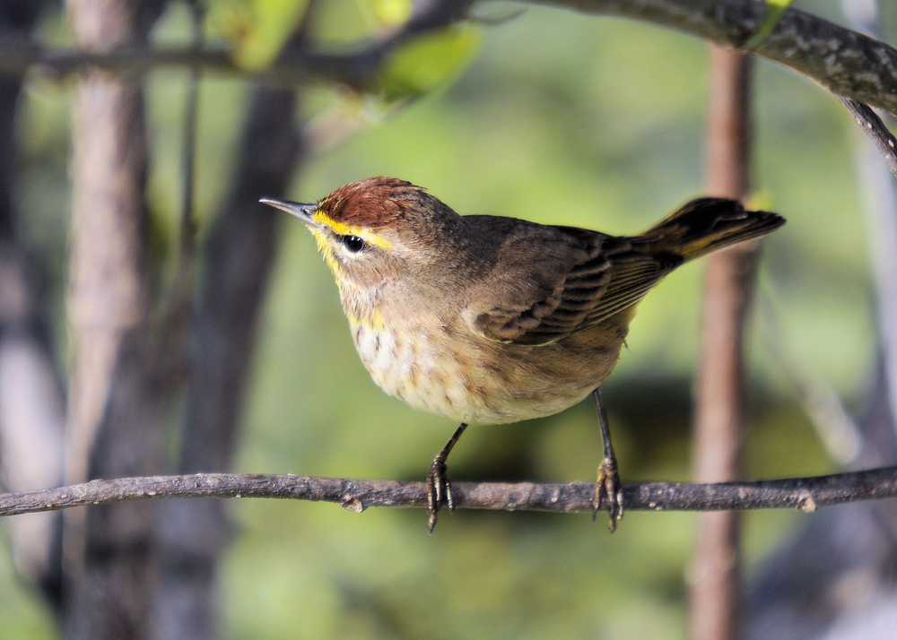 a small, but plump palm warbler. its body is brown and its back it is a bit darker, while the most is yellow. 