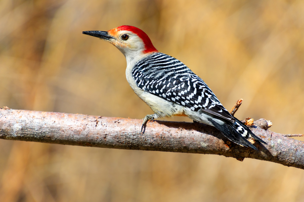 a beautiful close up of a red-bellied woodpecker in Florida. its body is a lovely pattern of black and white square, and a red head. 