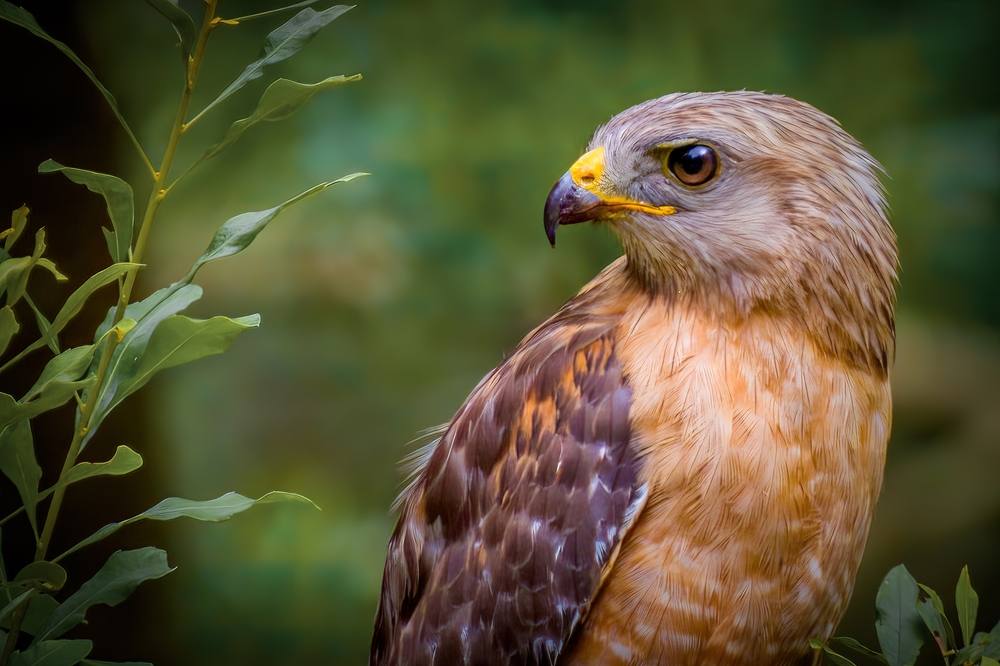 a red shoulders hawk sitting down in the forest. its body is a light orange, while the rest of it is a dark brown with a yellow nose. this is one of the best birds in Florida. 