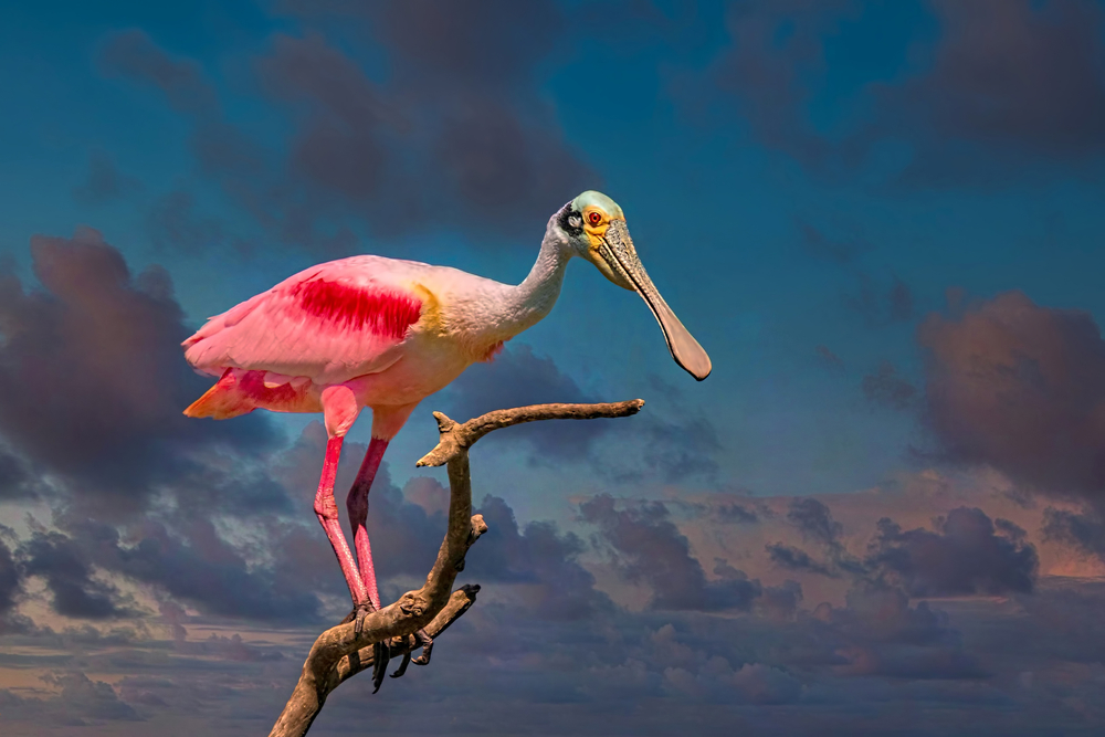 a roseate spoonbill sitting on a branch during golden hour. this bird has pink feathers, and a very long peak. 