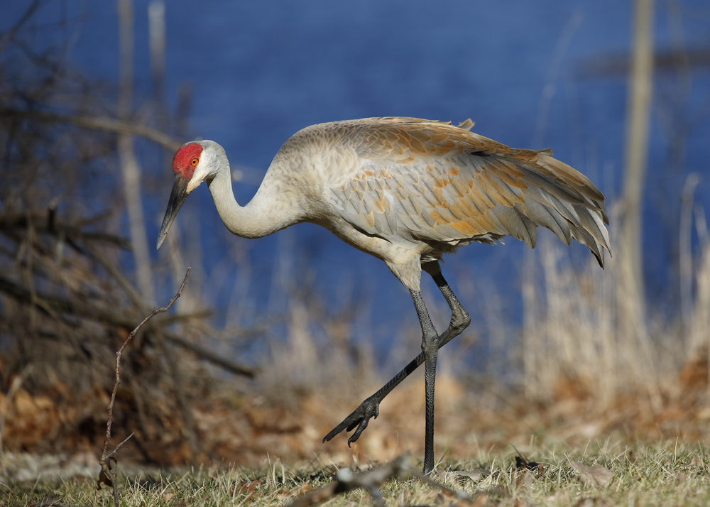 here is a sandhill crane. this is one of the common big birds in Florida. their heads are red and the rest of the body is an off white. 