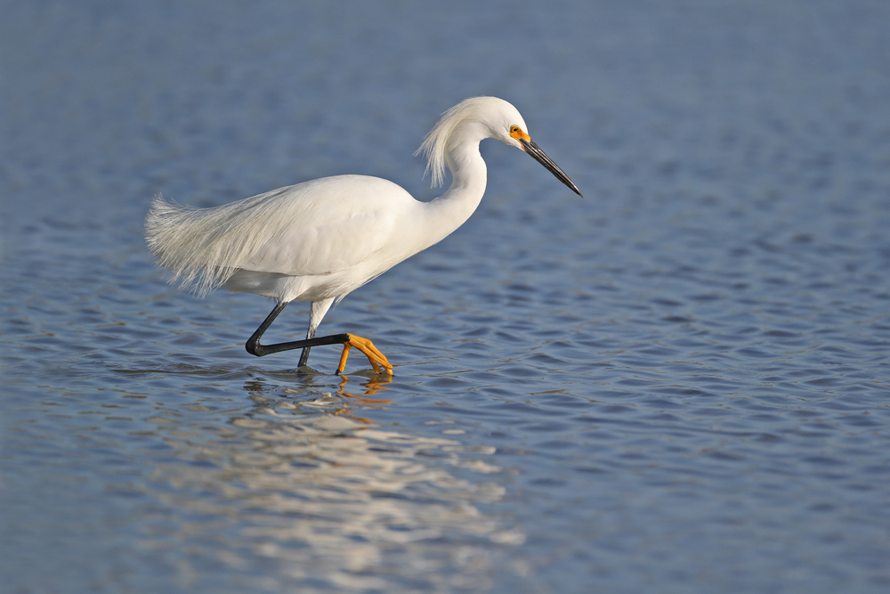 a lovely snowy egret walking through the water. its whole body is white, expect for the eyes and feet which are yellow. 