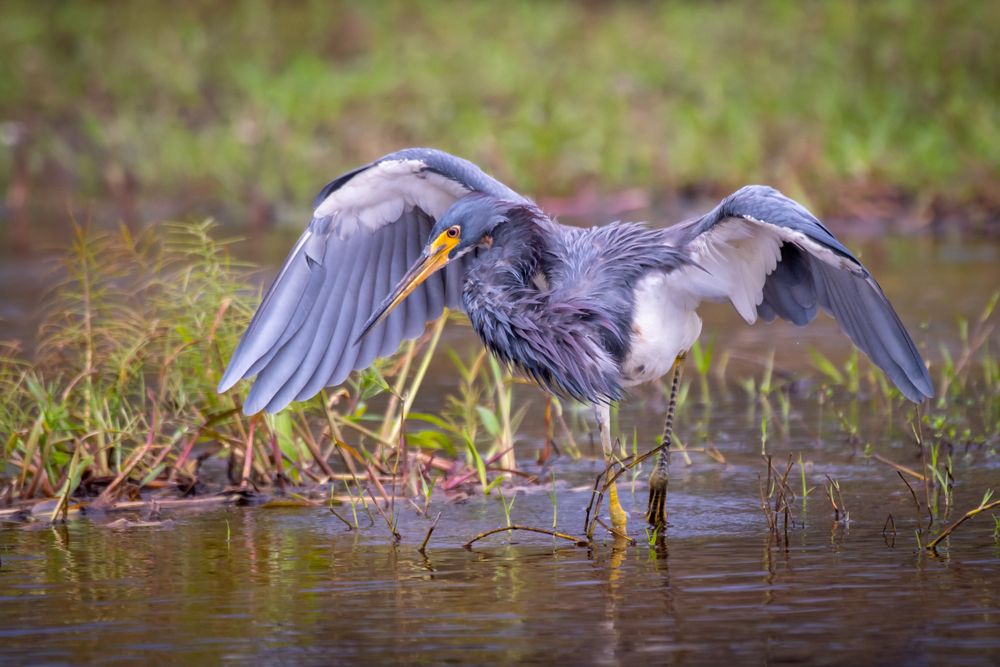 here is a big trim-colored heron in the swamp. its body is three different colors and the peak is yellow. 