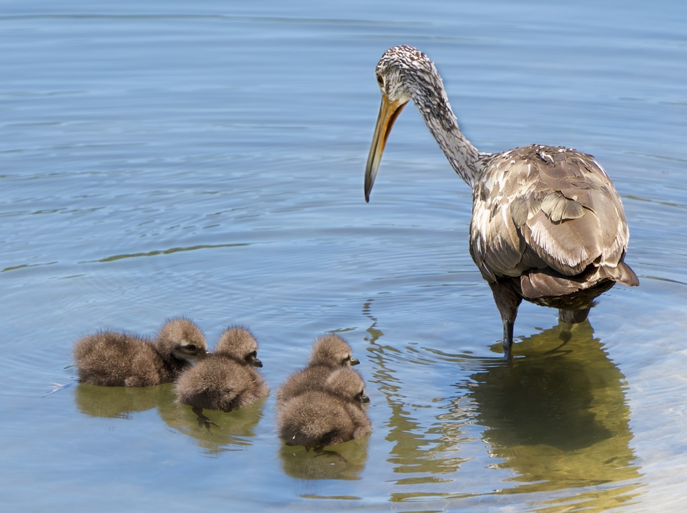 a momma limpkin birds in Florida with her babies in the water. she has a gray and white body with a yellow peak, and the babies are a fluffy grey