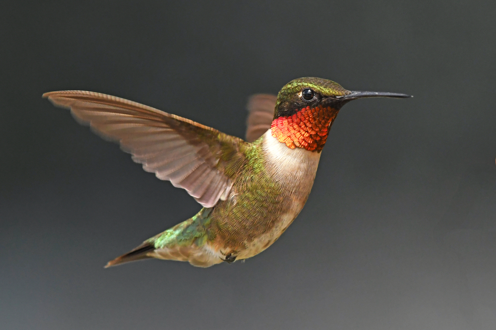 a cute little ruby throated hummingbird. its body is green and its neck is white. this is one of the best birds in Florida to see.