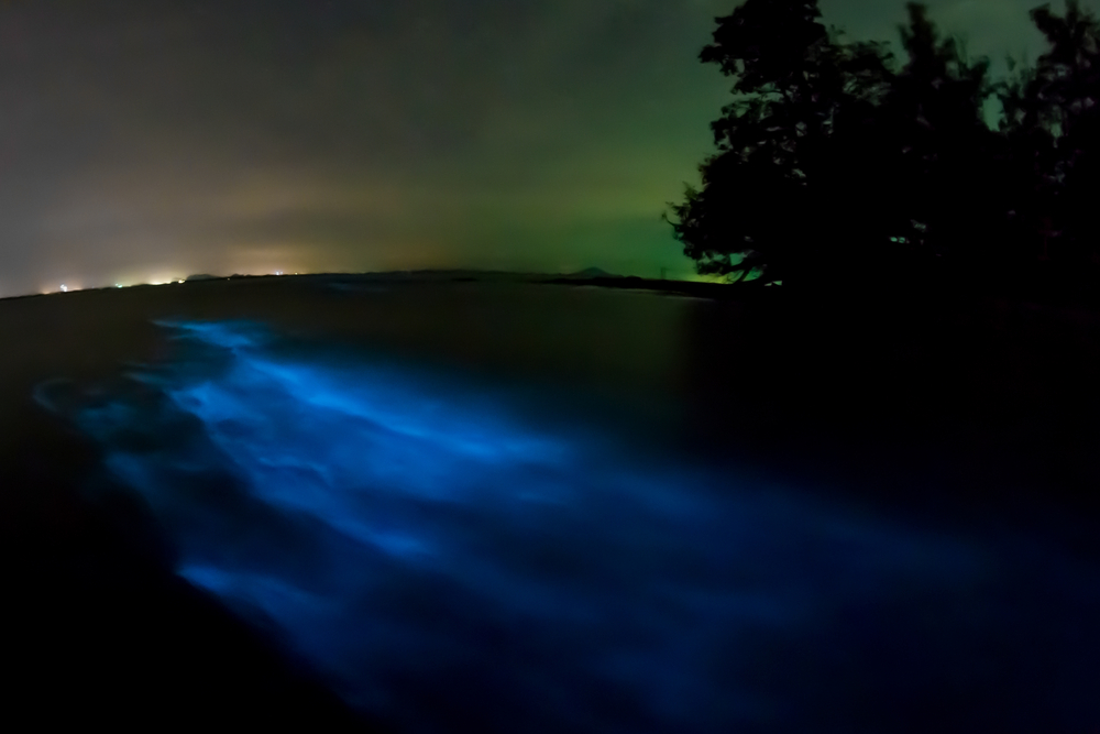 Streak of blue bioluminescent water at night seen while bioluminescent kayaking in Florida.