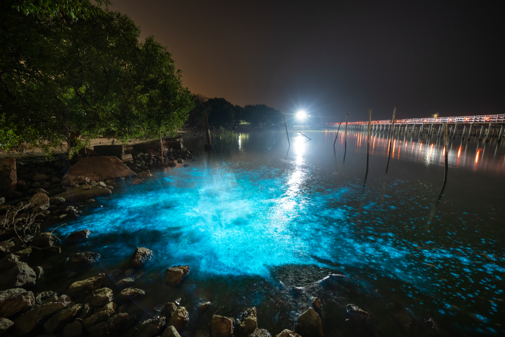 Photo of blue glowing water near a boardwalk and trees.
