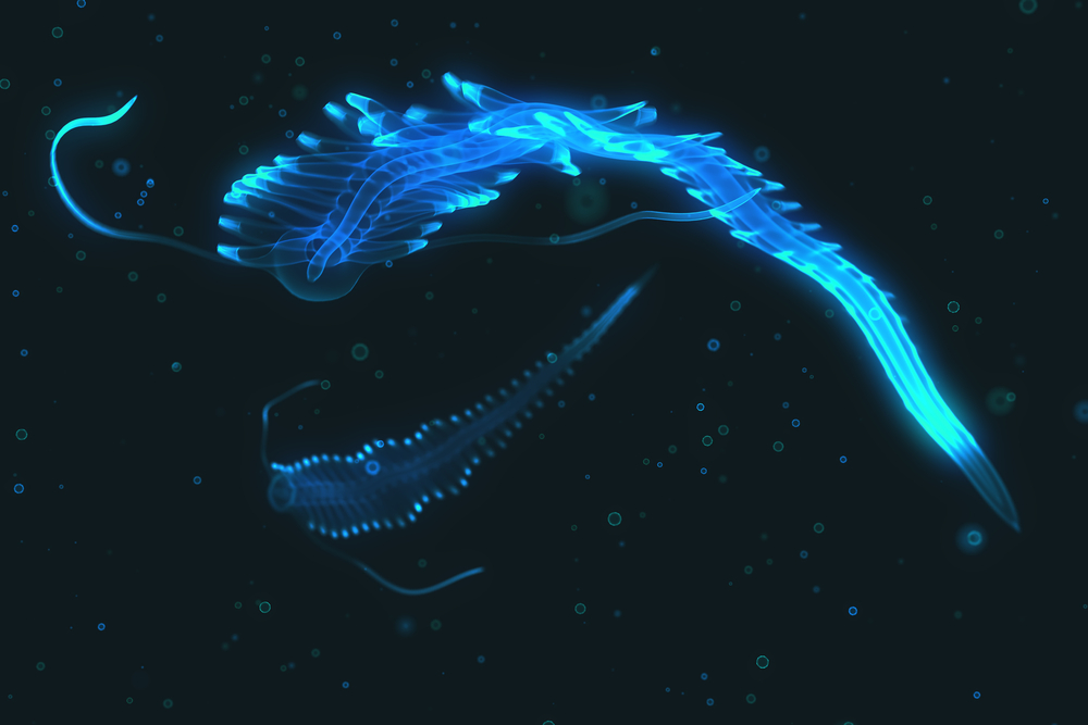 Close up photo of bioluminescent creature in water.