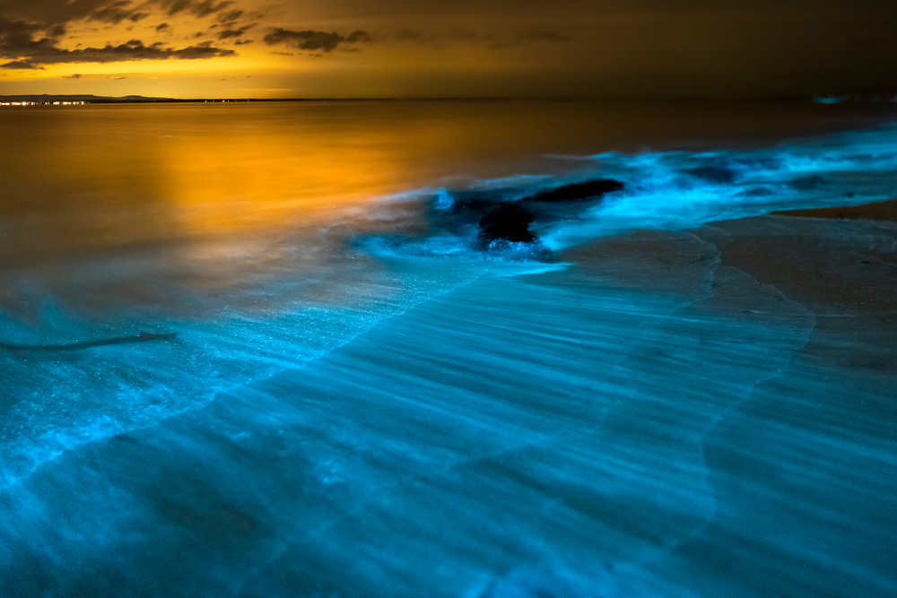 A wave of blue bioluminescent water on a beach in Florida.