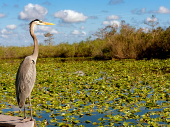 a beautiful and big crane birds in Florida in the ever greens looking out at the water