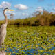 a beautiful and big crane birds in Florida in the ever greens looking out at the water