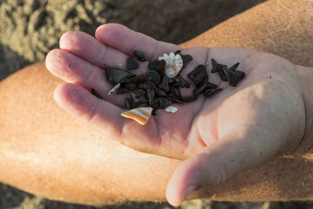 A person's hand holding a bunch of black sharks teeth and a few shells best things to do in Venice Florida