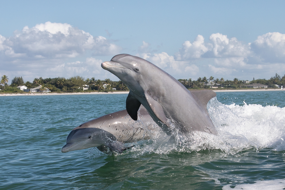 Two dolphins jumping out of the ocean near the shore
