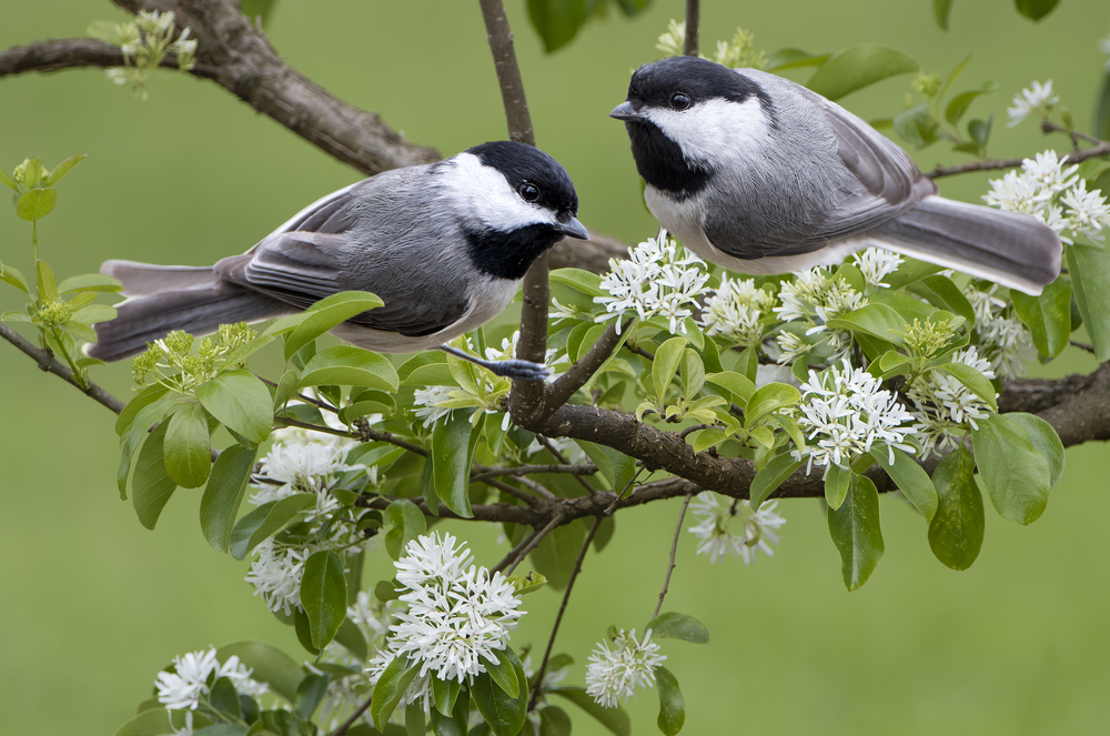 two Carolina chickadees in the branches of Florida. they are white and black and sitting on white flowers.