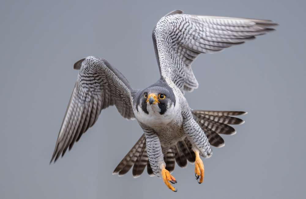 a giant peregrine falcon flying through the air. its body is white and gray with an orange beak. 