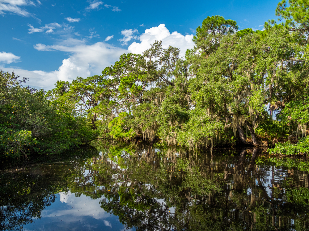 A river surrounded by drooping trees covered in spanish moss