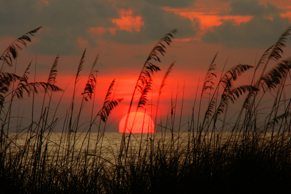 A deep orange sunset in Clearwater sets beyond the horizon, beyond the view of beach grass. 