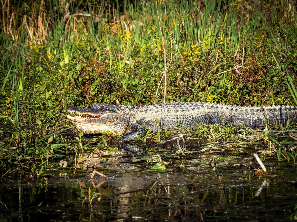 a view of an alligator on the banks of the River in Ocala lounging in the grass