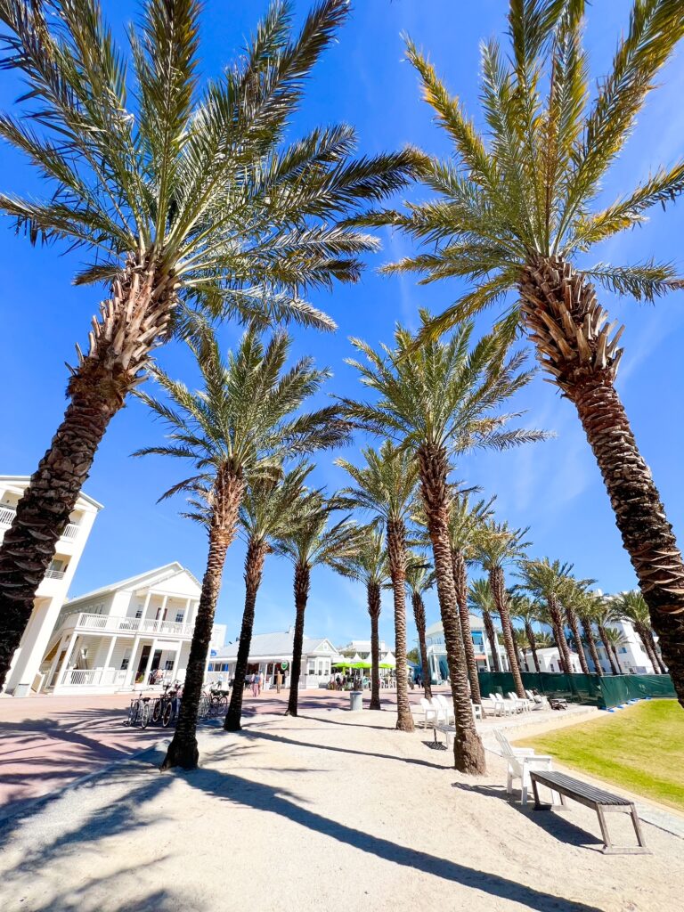 a palm tree lined walking path in the walkable 30A town