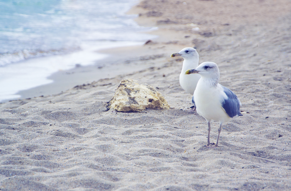 One of the major mistakes in Florida people make is feeding seagulls: this photo shows two seagulls in soft sand, waiting for someone to feed them, which is bad for their survival! 