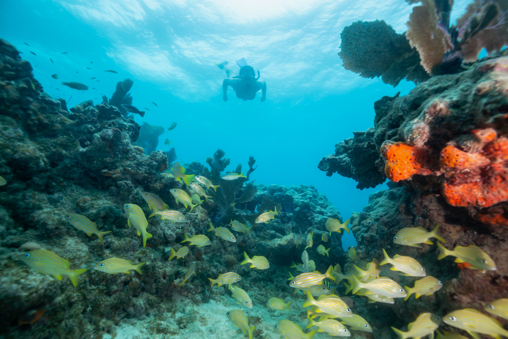 One of the major mistakes to avoid in Florida includes not wearing reef friendly sunscreen: in this photo a snorkeler dives toward a school of fish and coal reefs while wearing reef safe sunscreen to help protect the animals! 