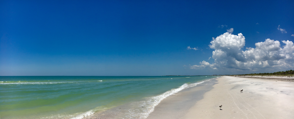 the expansive white sand and turquoise water on Caladesi Island with two birds in the sand