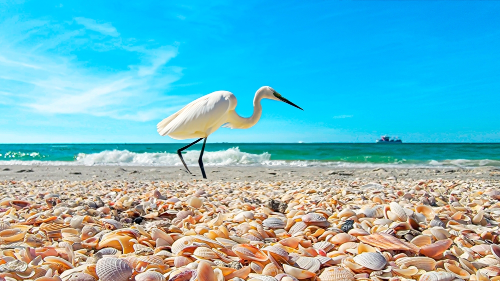 a pelican on the shell filled beach on Sand Key, with turquoise water and a boat in the background