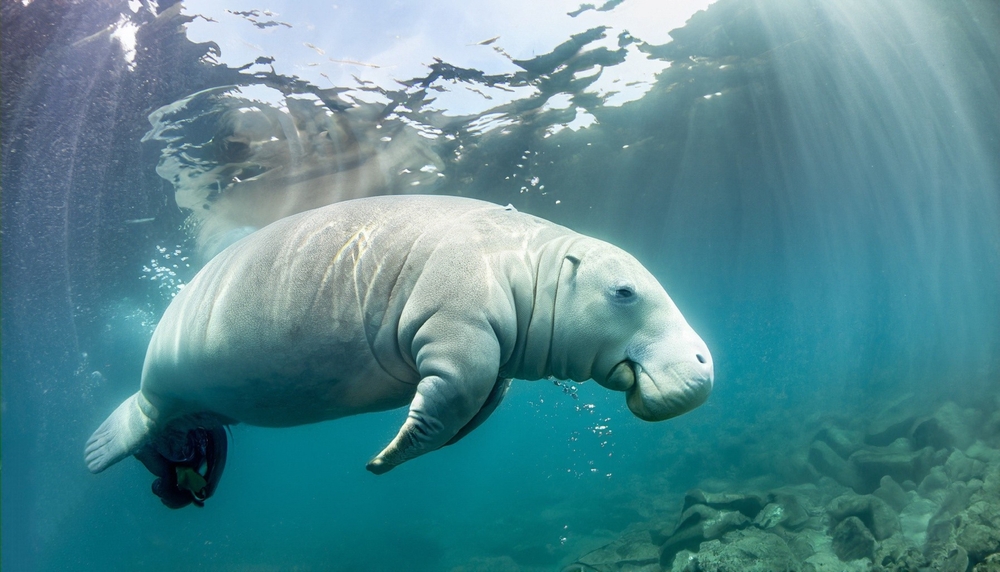 a manatee can be seen unclose underwater in Crystal Springs River where manatees come every year