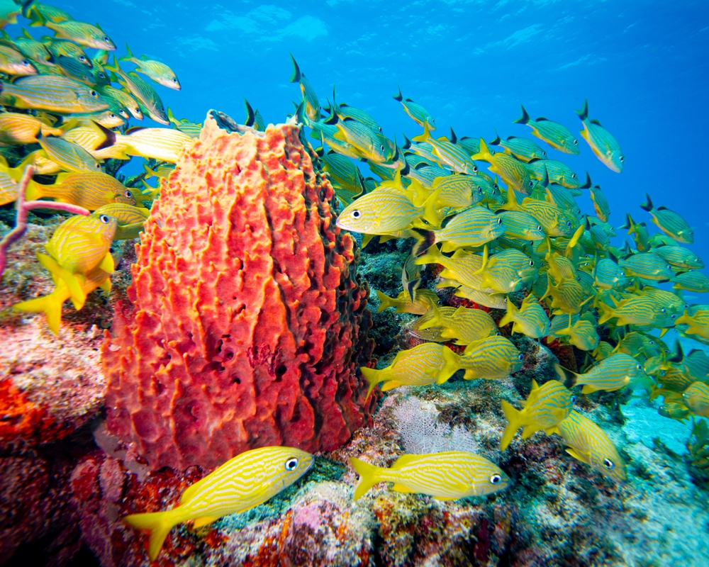 Underwater at molasses reef with a bright orange coral and a school of yellow fish