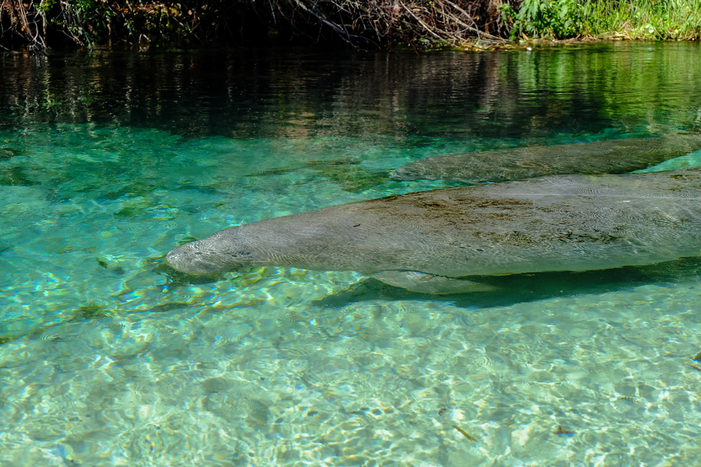 Weeki Wachee Springs in one of the day trips to Tampa you should take if you want to see manatees in the springs water