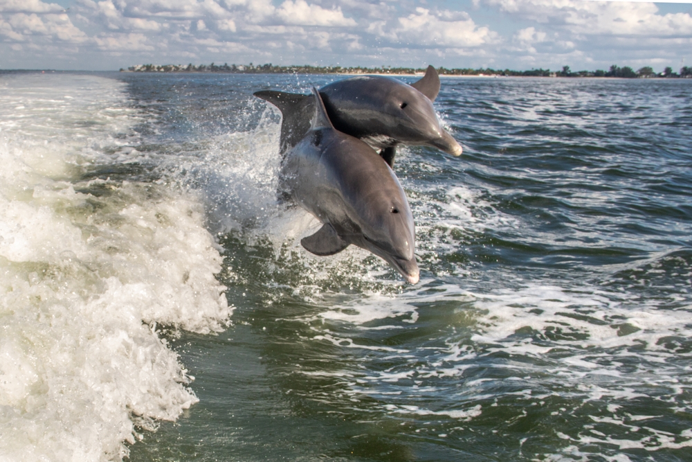 dolphins jumping in the waves off sanibel island, one of the best islands in florida