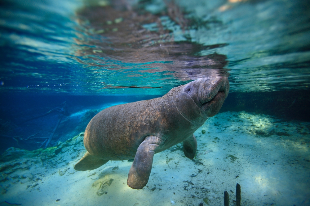 a manatee swimming under water in crystal river