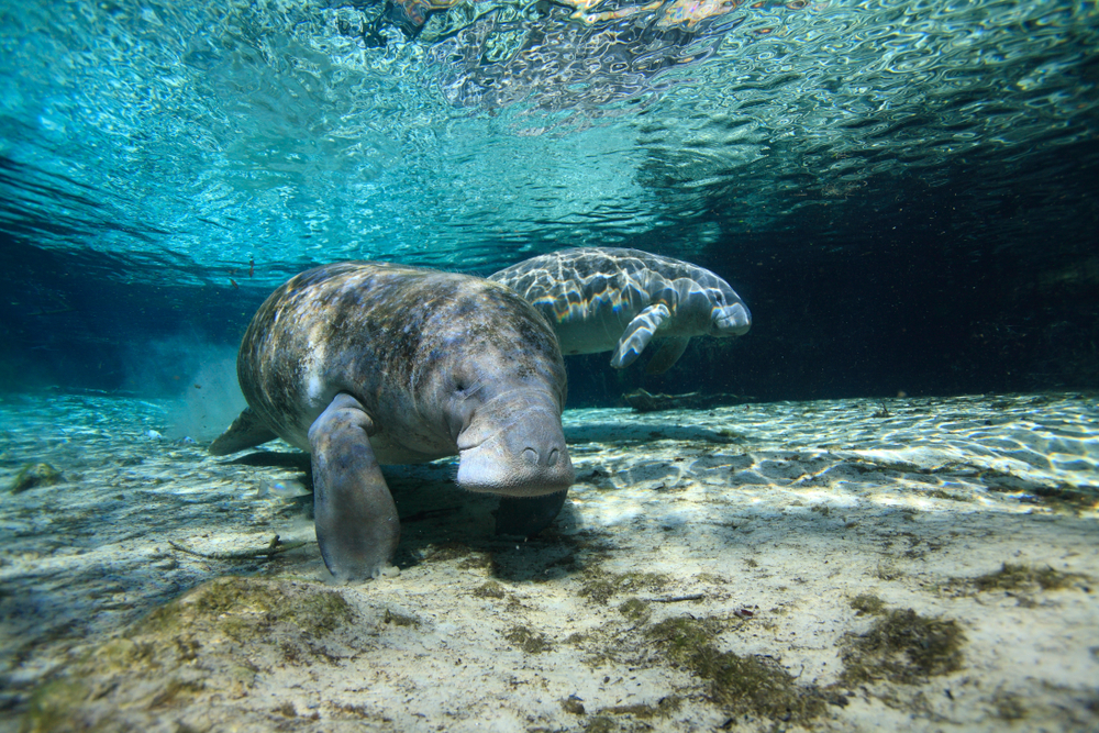 two manatees under the water in florida, the water is shallow