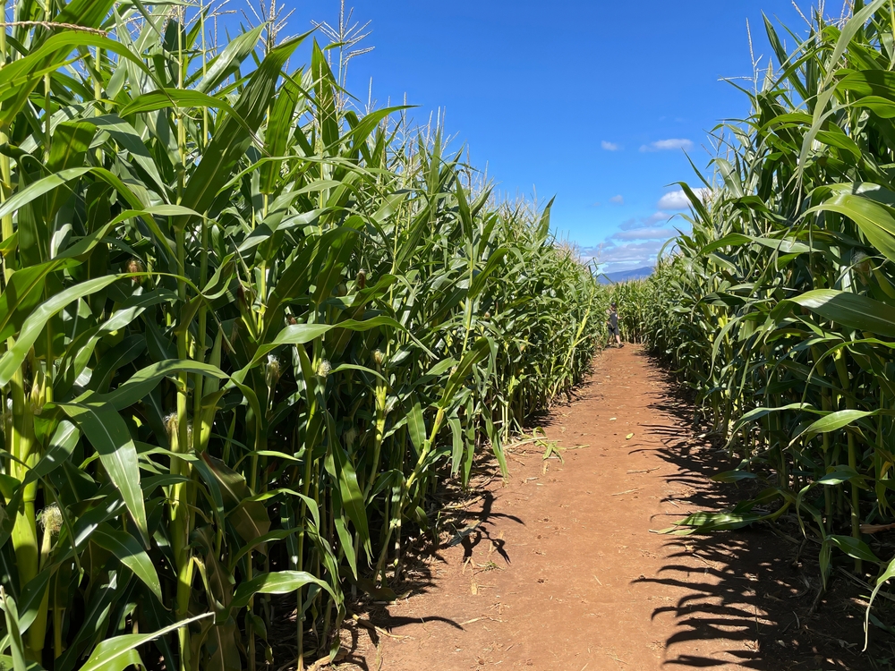 Corn stalks line the path at the Sweetfields Farm Corn Maze, a popular thing to do in fall in Florida.