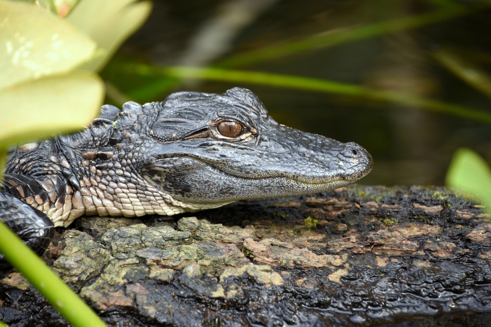 an baby alligator laying on a log in the everglades national park