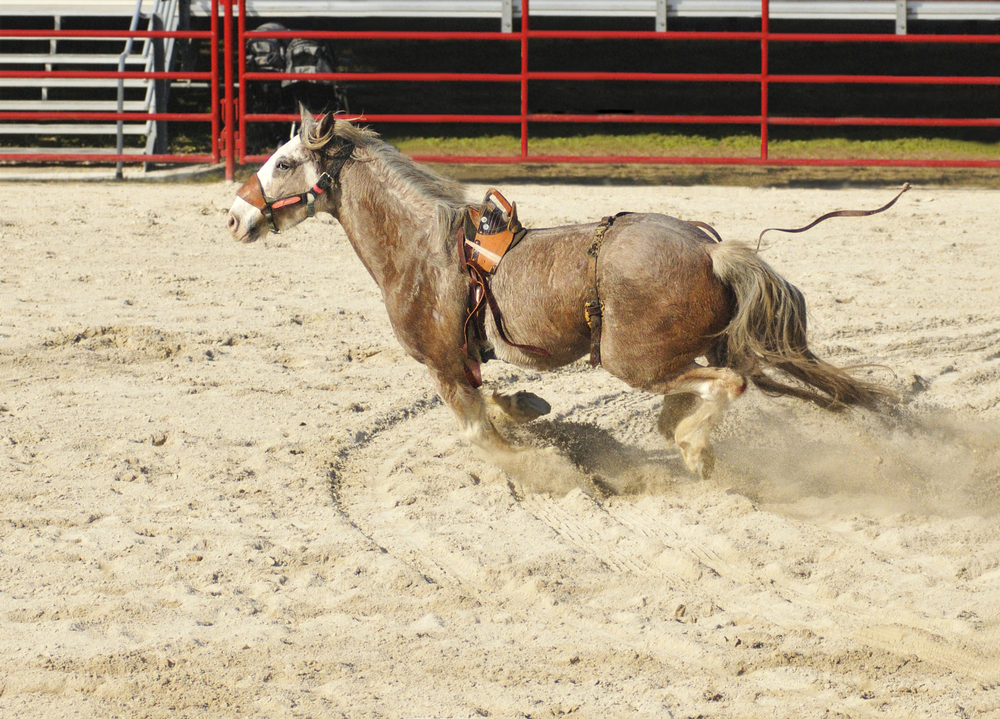 a runaway horse at a rodeo in florida, there is a red fence in the background of the photo 