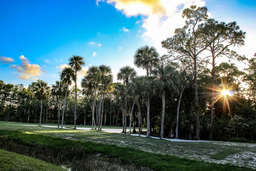 sun coming through the palm trees on a golf course, there is a sand pit behind the trees as well, one of the best golf courses in florida