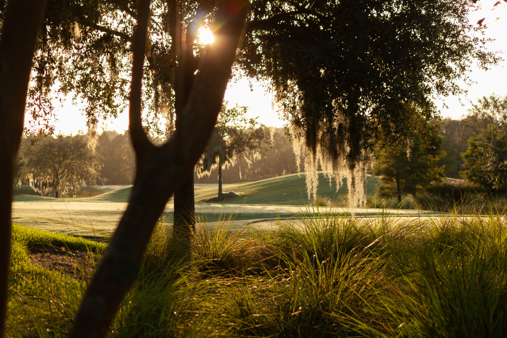 sun coming through tree branches that have spanish moss hanging on them , rolling hills and a golf course are behind the trees